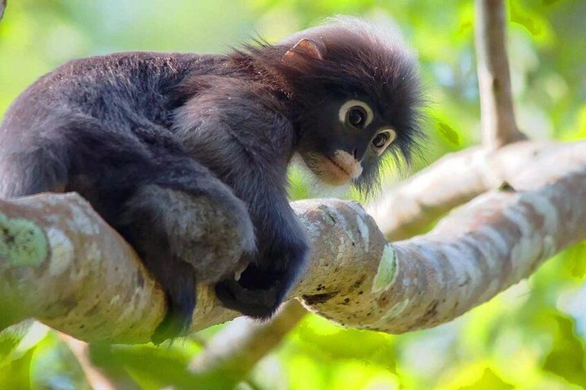 Dusky leaf monkeys 3
