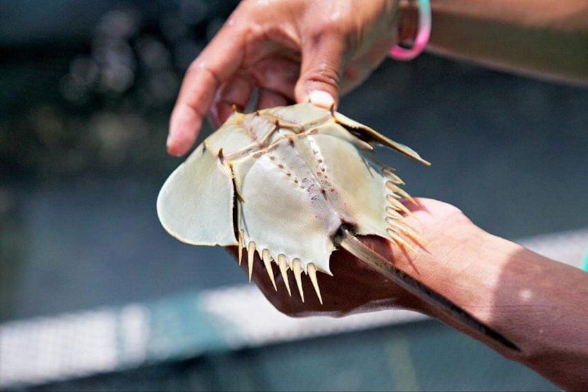 Horseshoe crab at the Fish Farm 4