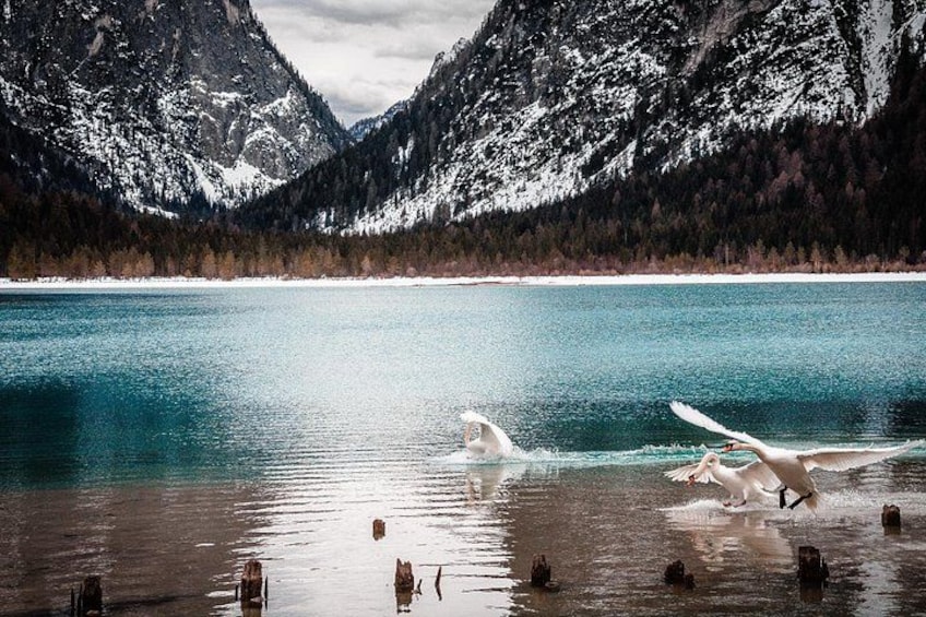 A lake with mountains in the background and a dog in the water. 4