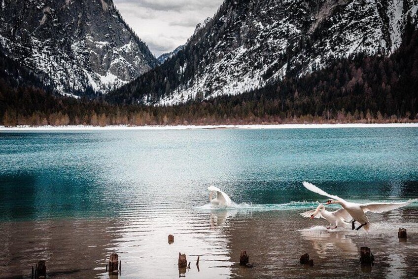 A lake with mountains in the background and a dog in the water. 3