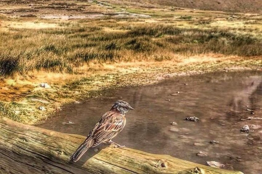 A bird perched on a wooden fence by a river. 3