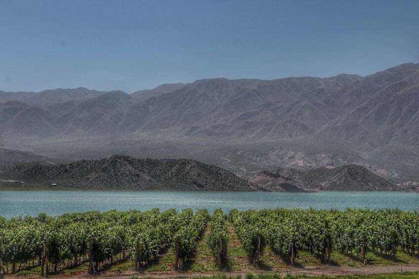 A vineyard with rows of grapevines, a body of water, and mountains in the background. 4