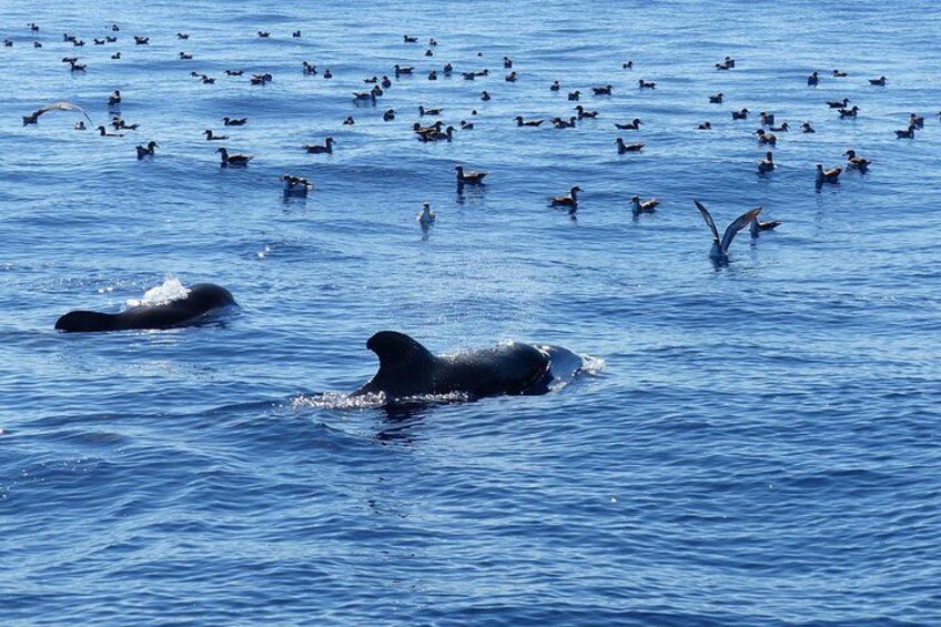Leaders in Eco Respectful No chase whale and dolphin encounters 2