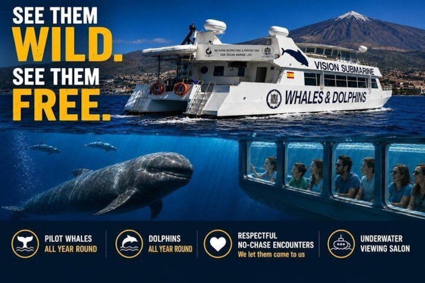 Leaders in Eco Respectful No chase whale and dolphin encounters 3