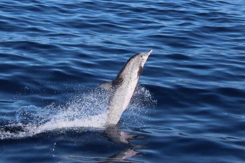 Atlantic Spotted Dolphin 3