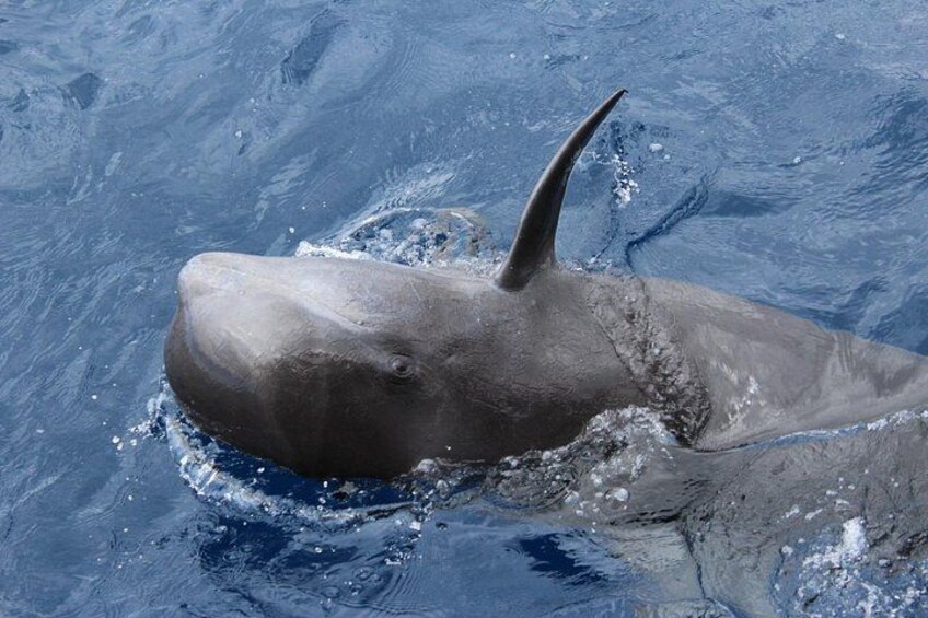 Short Finned Pilot Whale 4