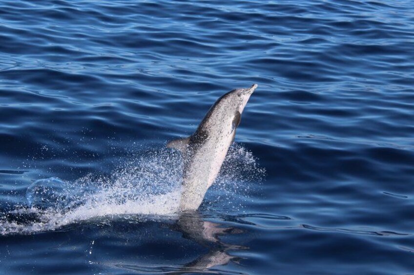 A dolphin leaping out of the water. 2