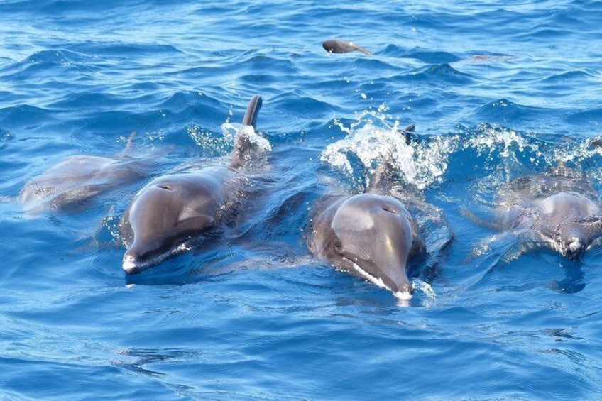 Leaders in Eco Respectful No chase whale and dolphin encounters 2