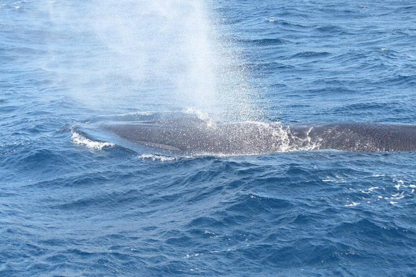 Leaders in Eco Respectful No chase whale and dolphin encounters 2
