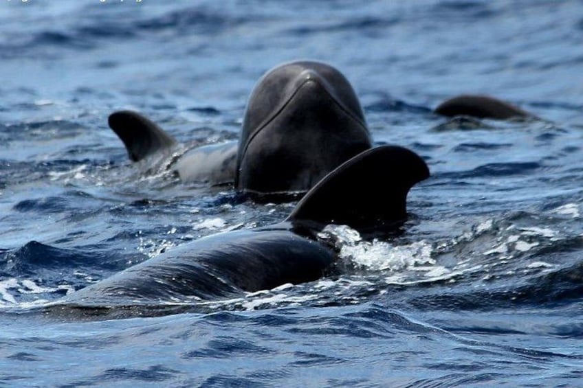 Short Finned Pilot Whale curious about ushttps://www.tripadvisor.com/PreviewImage?p=11&img=187123722 4