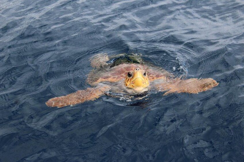 Turtle 5
