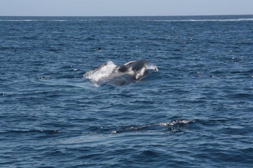 A whale breaching the ocean surface. 2