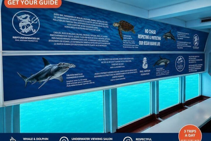 Leaders in Eco Respectful No chase whale and dolphin encounters 4