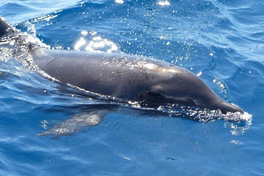 Rough Toothed Dolphinhttps://media-cdn.tripadvisor.com/media/attractions-splice-spp-720x480/0b/https://media-cdn.tripadvisor.com/media/attractions-splice-spp-720x480/0b/27/48/0a.jpg27/48/0a.jpg 5