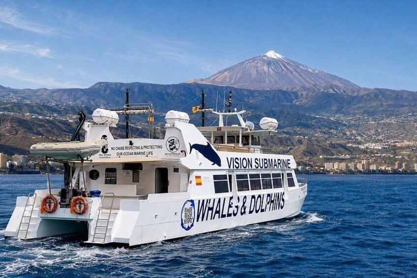 Leaders in Eco Respectful No chase whale and dolphin encounters 1