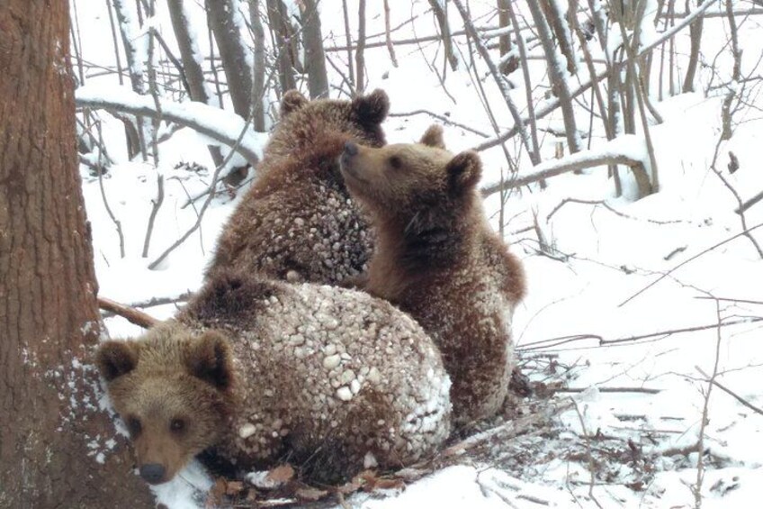 The Bears Sanctuary 3