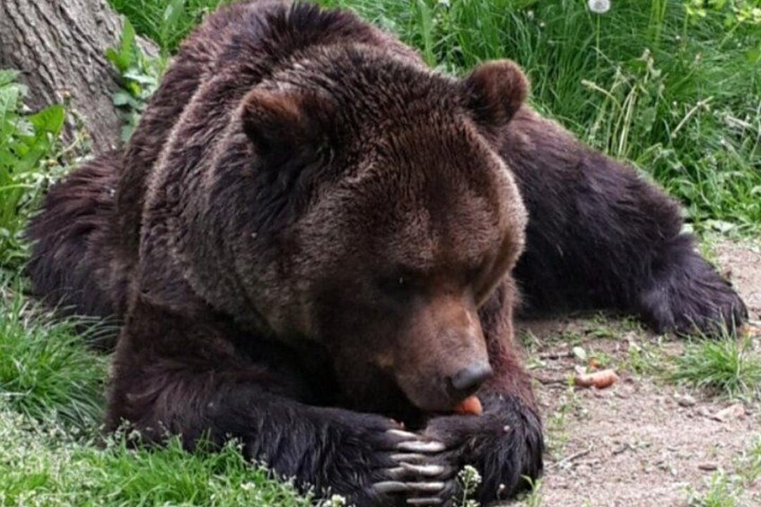 The Bears Sanctuary 1