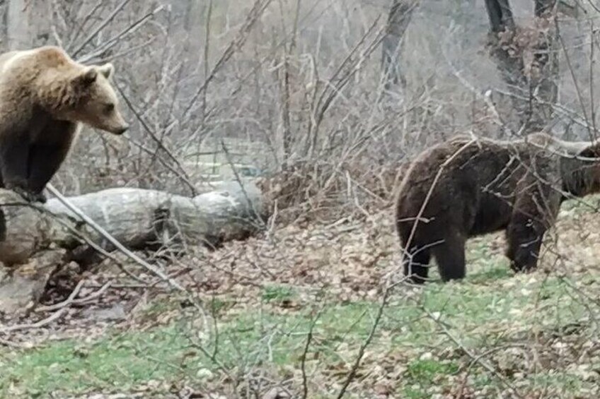 Bears Sanctuary