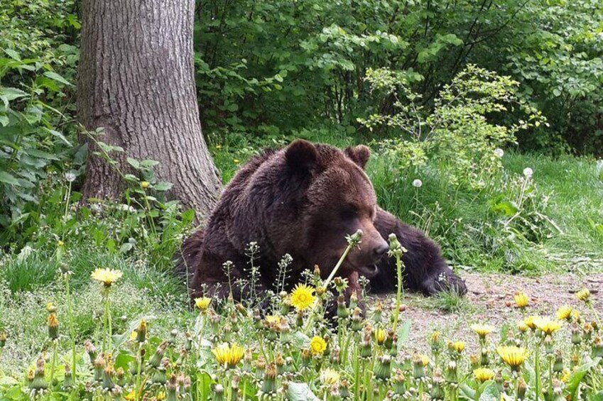 Bears Sanctuary