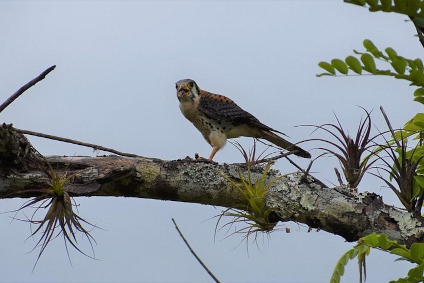 A bird perched on a branch with sparse vegetation around. 5