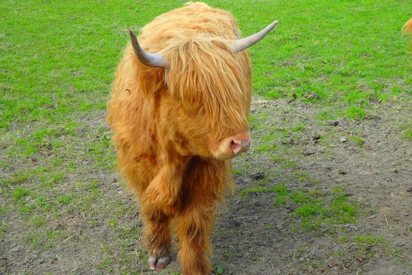A Highland cow with long fur and horns standing on a grassy field. 5