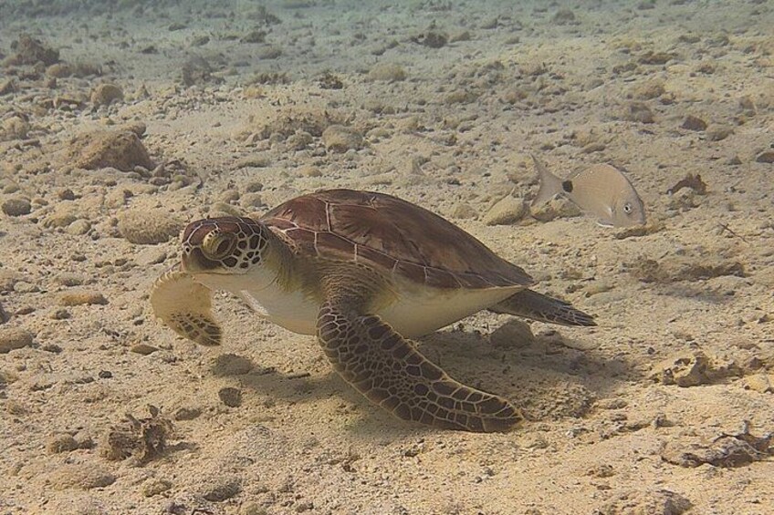 Local Guided Dives (for certified/licensed divers) 4