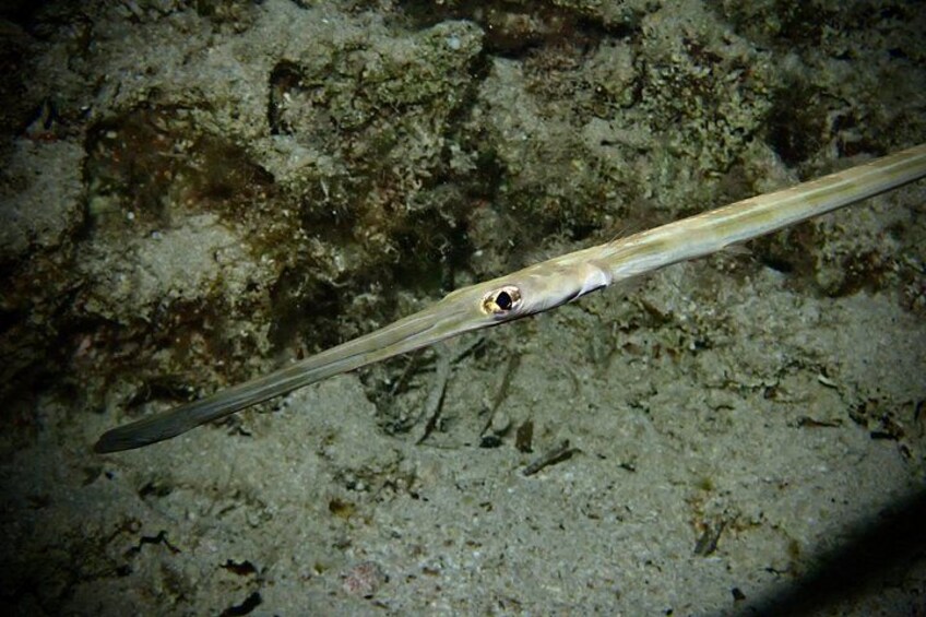 Local Guided Dives (for certified/licensed divers) 2