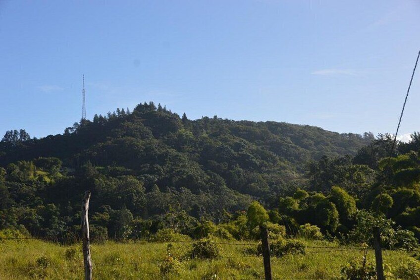 Center of the island farm of Puerto Rico 5