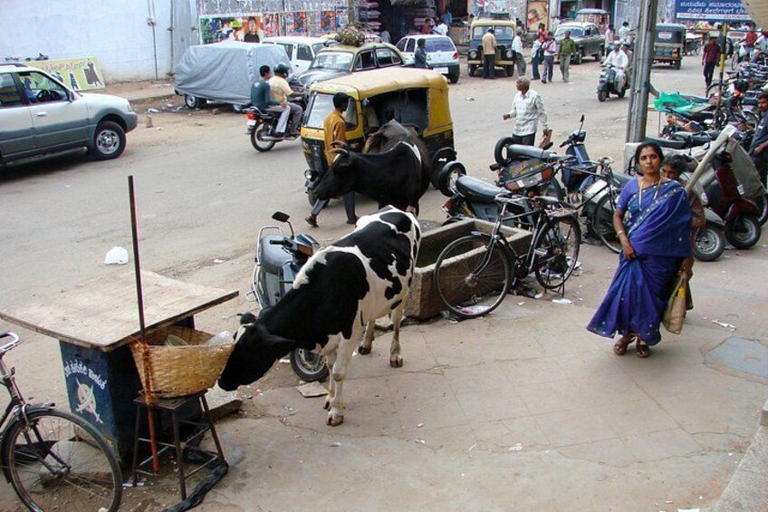 A busy street with motorcycles, a cow, and a woman in traditional attire. 3