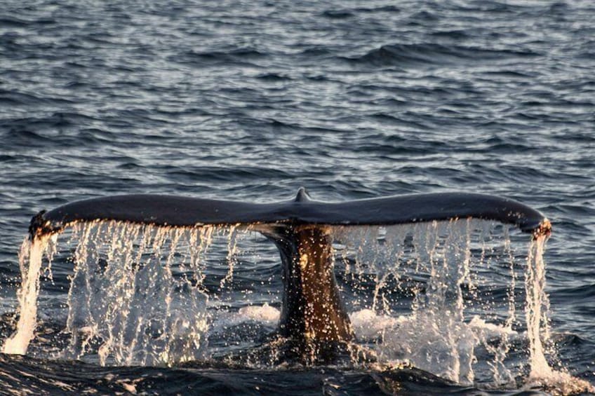 A whale tail breaching with water splashing around it. 1