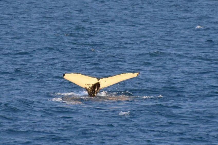 A whale with its tail flukes above the water. 2