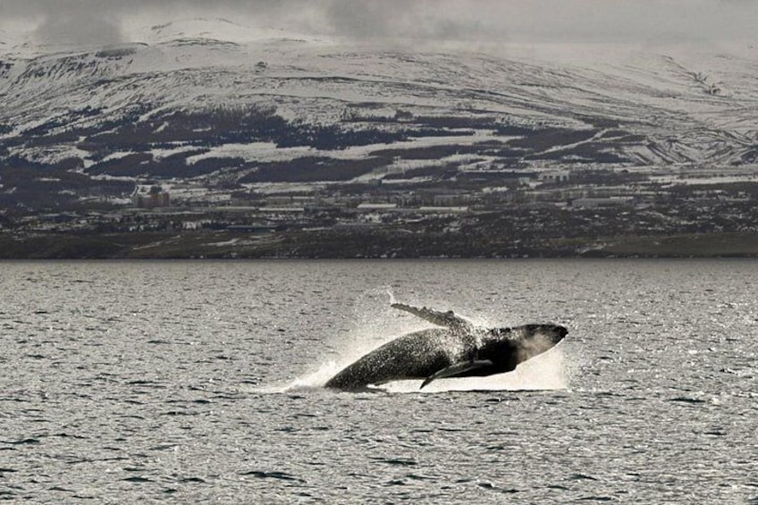 A whale breaching the water with a snowy mountain in the background. 3