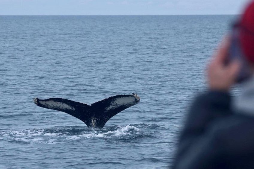 A whale tail above water. 4
