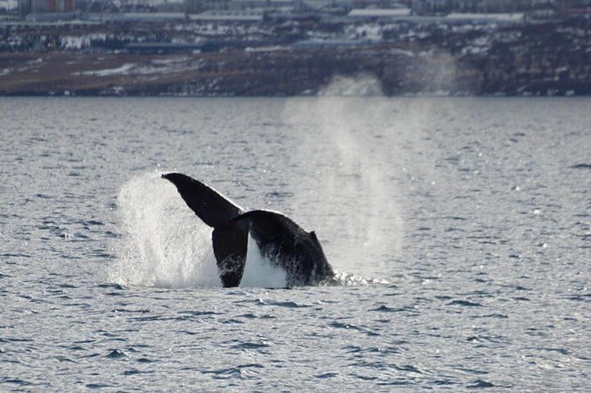 A whale breaching with its tail flukes visible above the water. 5