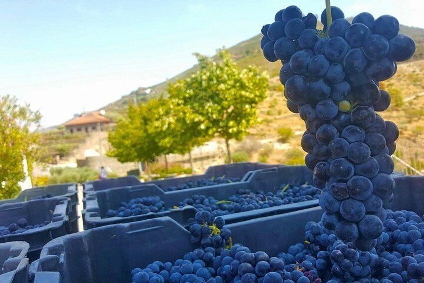 Harvest time 5