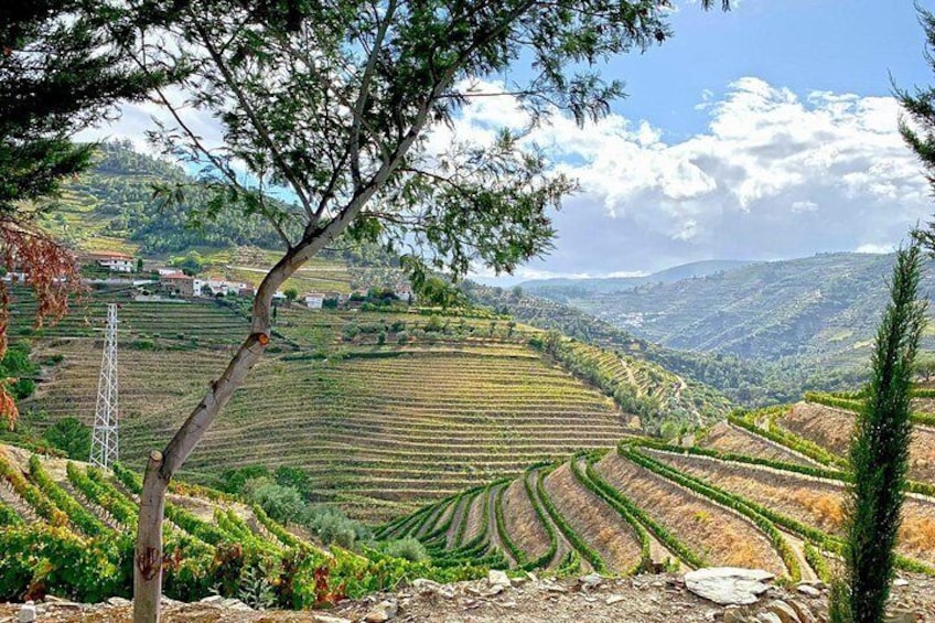Viñedos en terrazas en un paisaje montañoso. 5