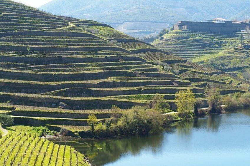 The very famous terraces in Douro Valley 5
