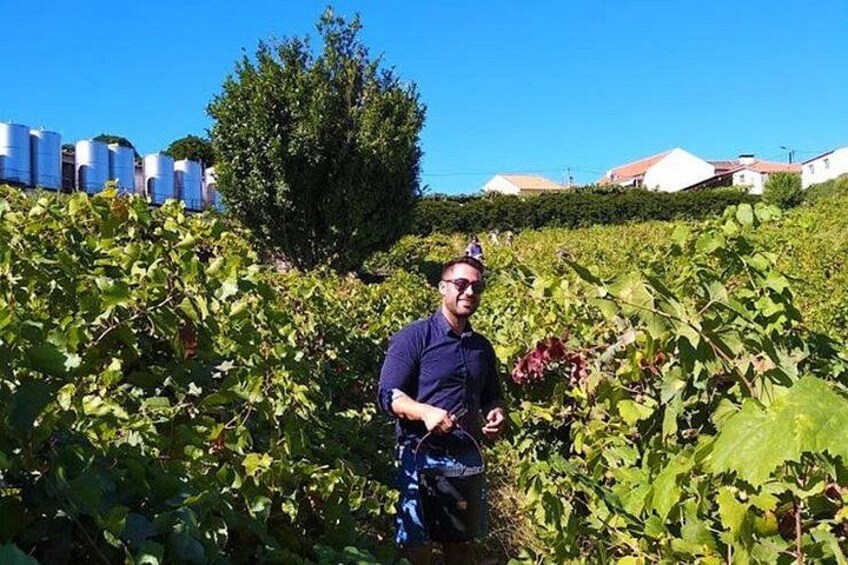 Harvest time - Picking grapes 2