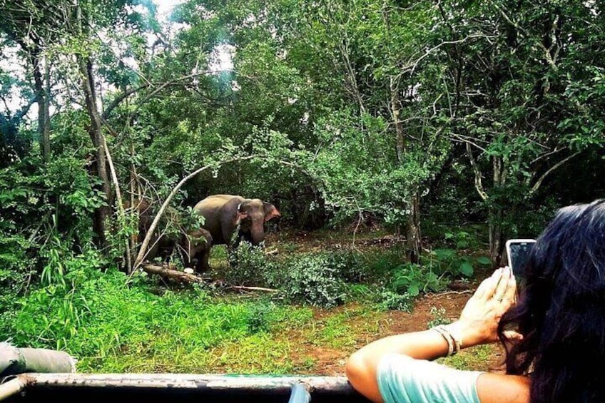 A person observing an elephant in a forested area. 3
