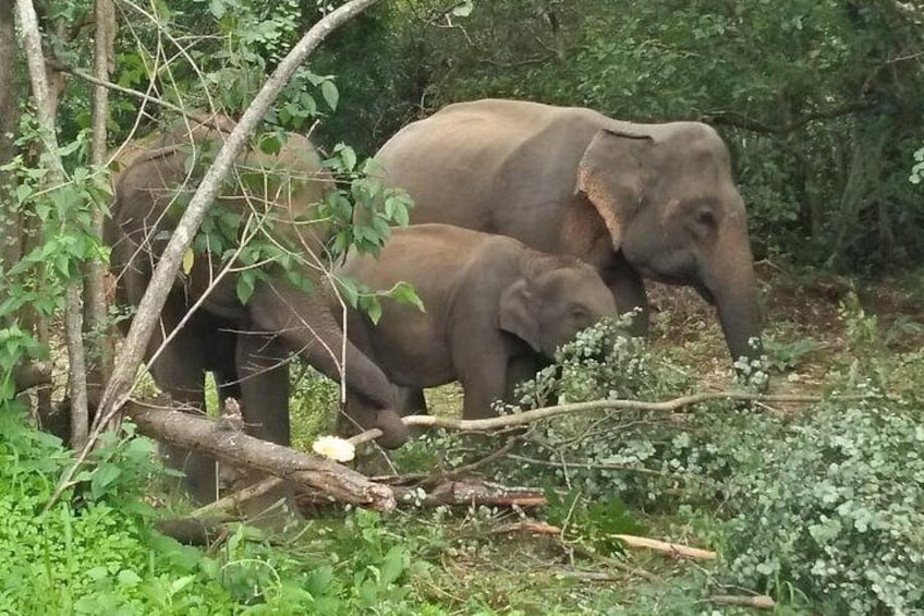 Two elephants in a forested area with dense foliage and fallen branches. 4
