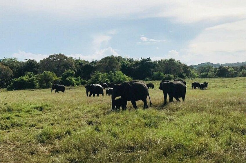 Bunches of Giants in Their Natural Behavior 3