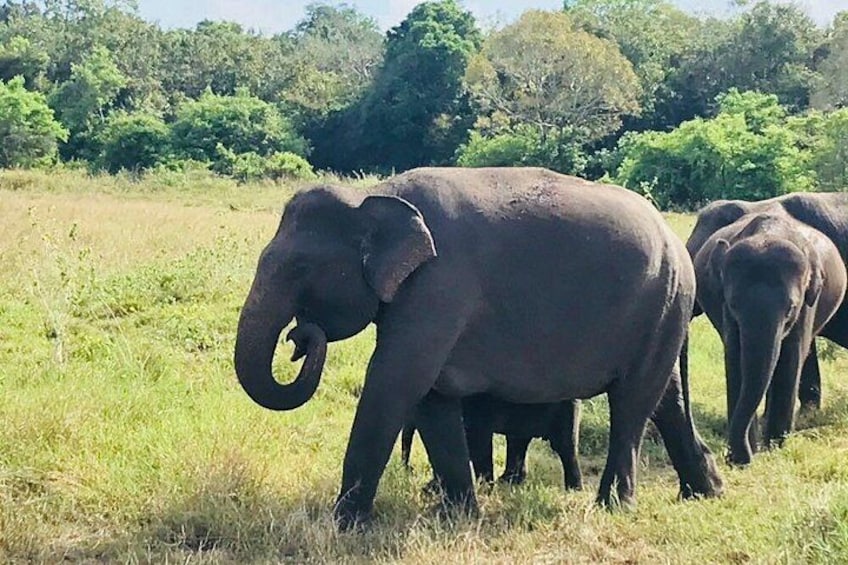 A herd of elephants in a grassy field with trees in the background. 1