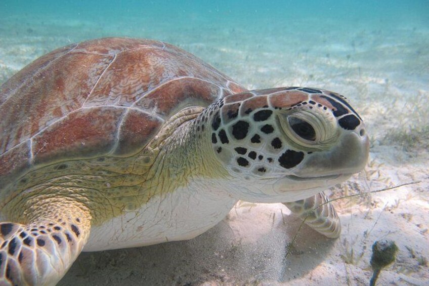 Kayak & Snorkel with Sea Turtles, National Park, St. John 4