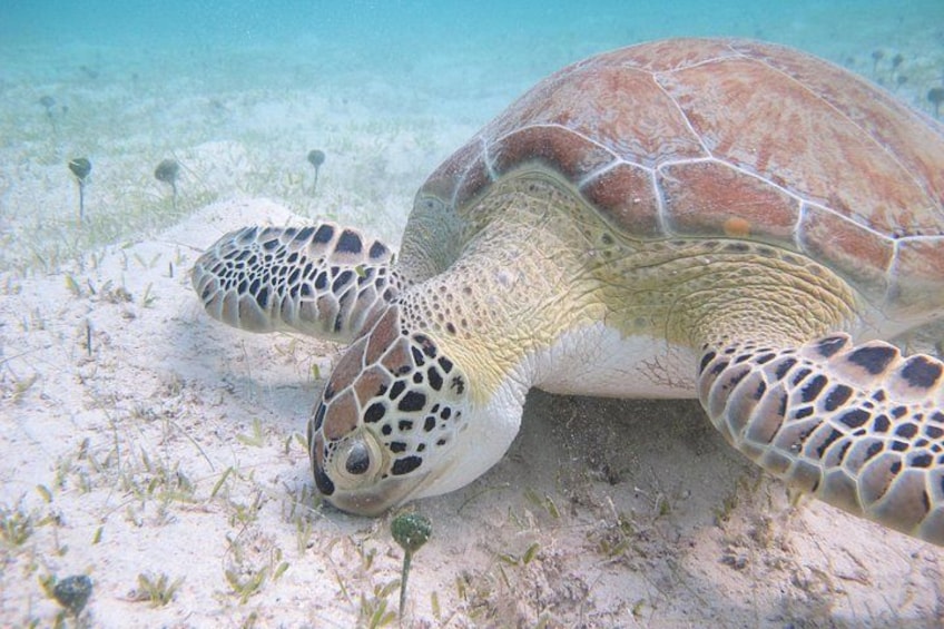 Kayak & Snorkel with Sea Turtles, National Park, St. John 3