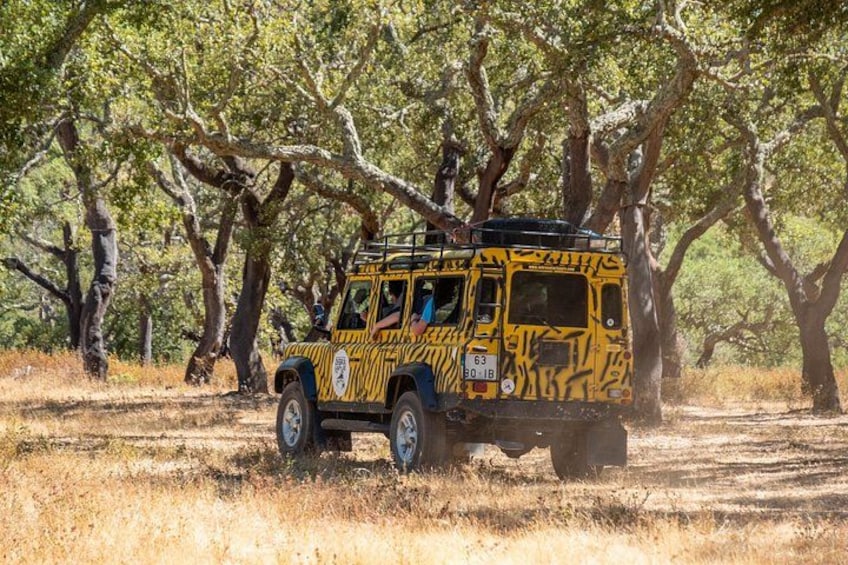 A safari vehicle with a zebra pattern parked in a dry grass field with trees in the background. 1