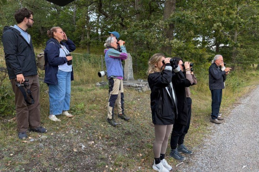 Evening Wildlife Safari from Stockholm 2