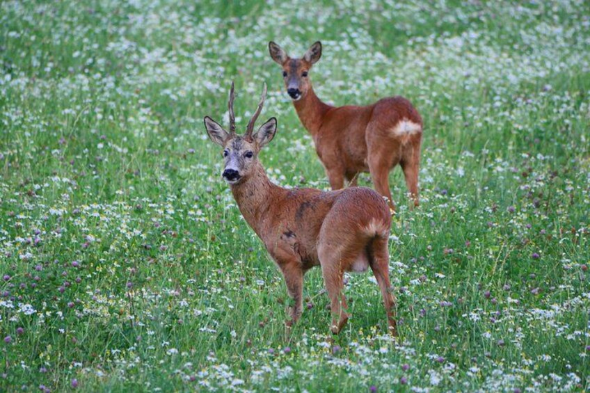Two deer in a field of wildflowers. 2