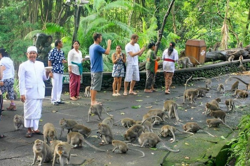 A group of people observing monkeys on a paved path surrounded by lush greenery. 4