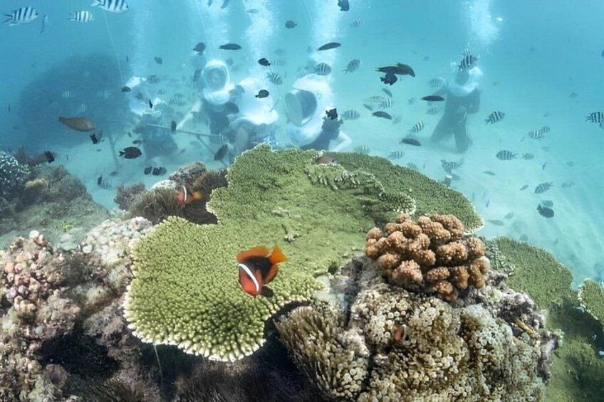 A coral reef with diverse marine life, including a clownfish and various fish species. 4