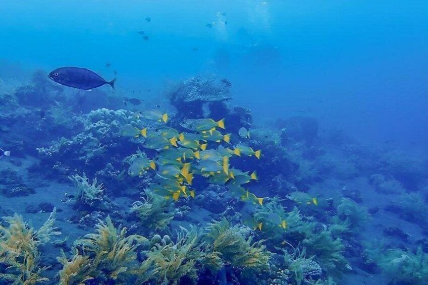 An underwater scene with a school of yellow fish and a solitary dark fish swimming among coral reefs. 3